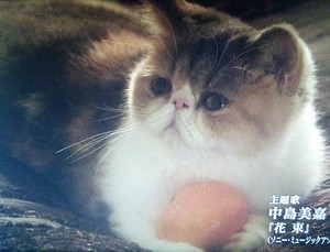 オトナ女子６話中原亜紀(篠原涼子)飼い猫ちくわちゃんみかん持ってます