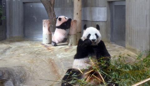 上野動物園パンダ赤ちゃんシャンシャンとお母さん「シンシン」一般公開日はいつから?19日！中国レンタル料や体重・子供の名前も1